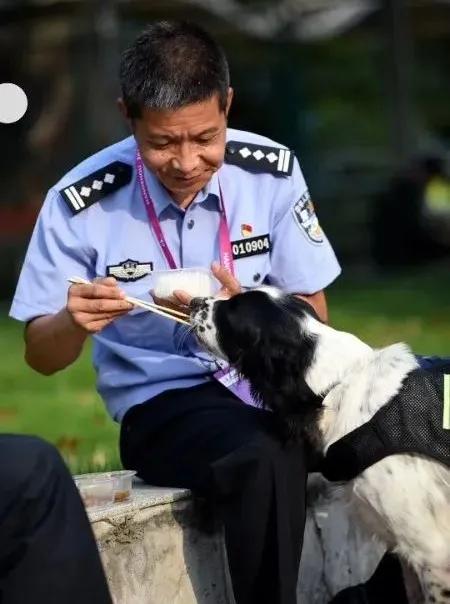 十大最著名的警犬故事,有哪些关于警犬的英勇事迹