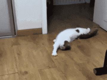 猫咪中毒急救药物,猫咪尿闭急救