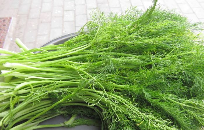 地膜茴香高产种植技术,球茎茴香的高产栽培技术