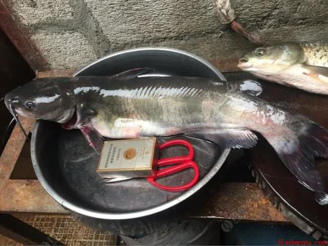 美国叉尾鮰繁殖快吗,叉尾鮰怎么路亚