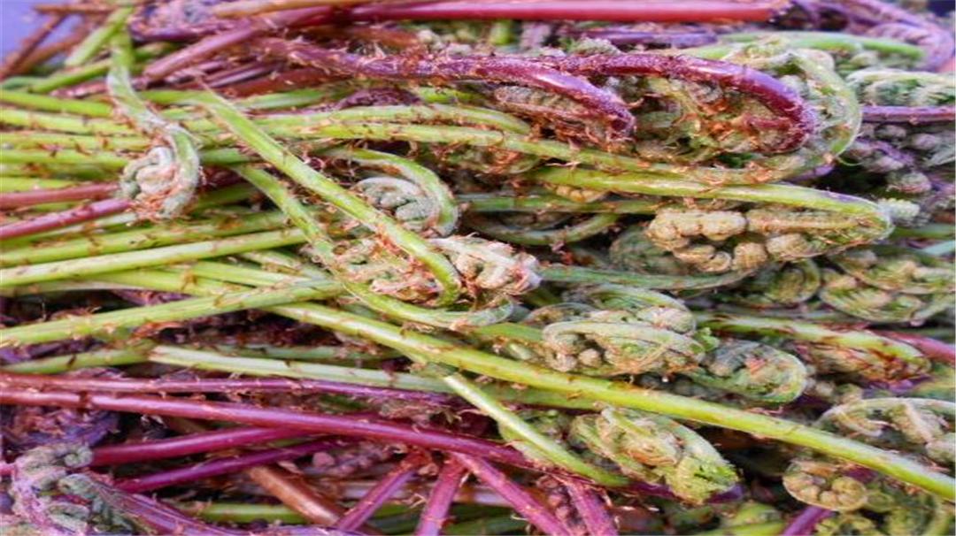 东北受欢迎的山野菜,东北最受欢迎的山野菜