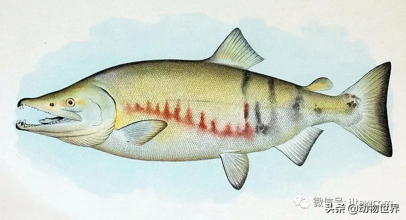 三文鱼是怎样的鱼,三文鱼冷冻后还可以生吃吗