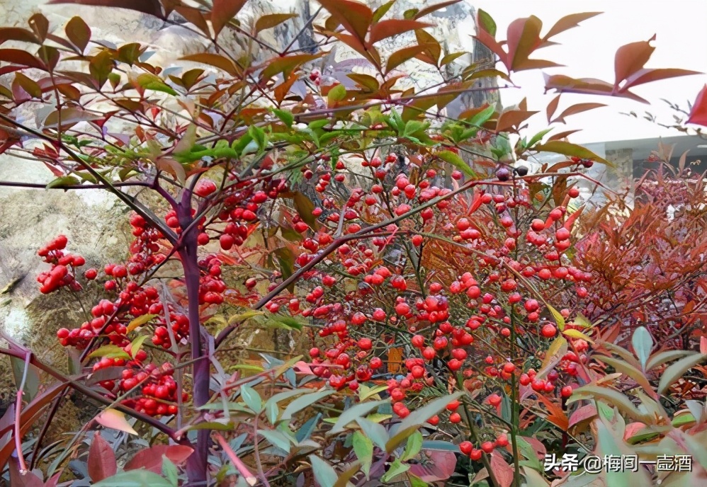 怎样让南天竹主干变粗,怎样让火焰南天竹更红