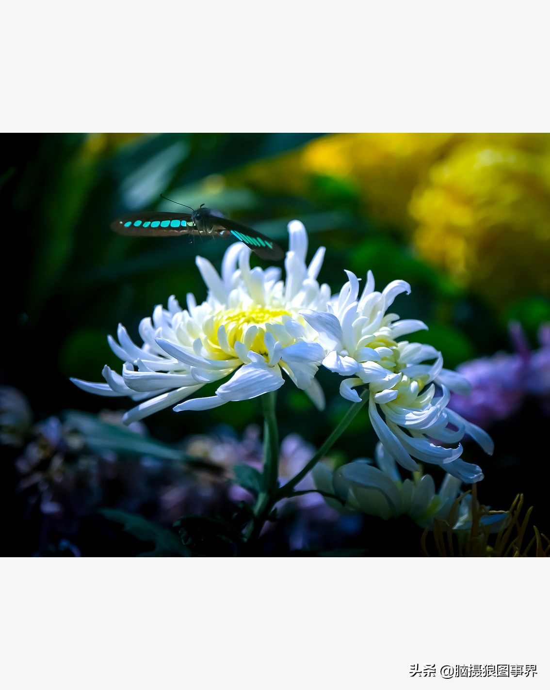 花海如何给花拍照好看,大面积的花怎样拍出花海的感觉