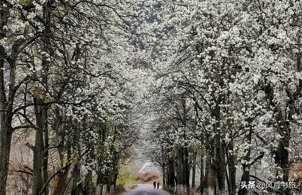 成都出发林芝旅游攻略图,金川梨花节自驾游五日线路图