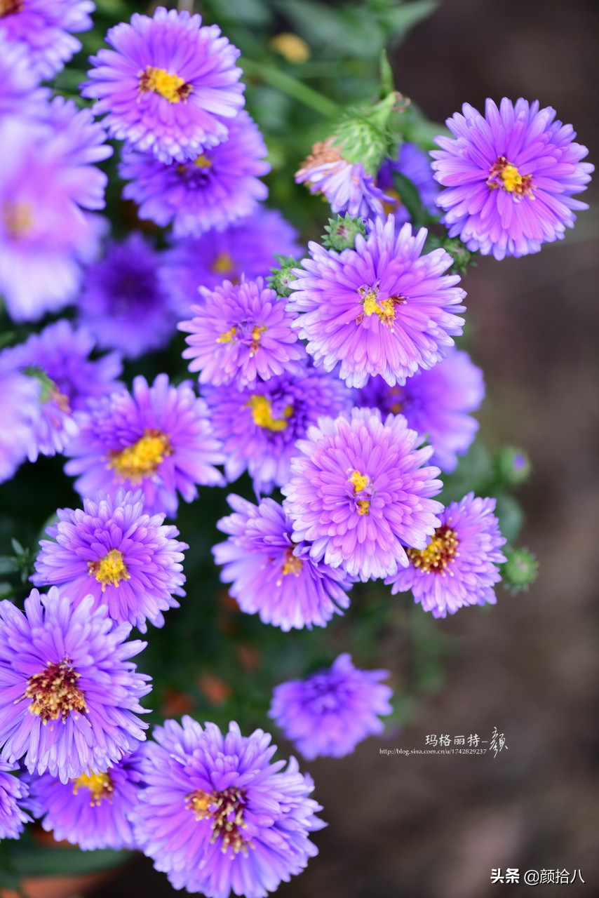 扶不起的绿植,扶不起的绿植视频