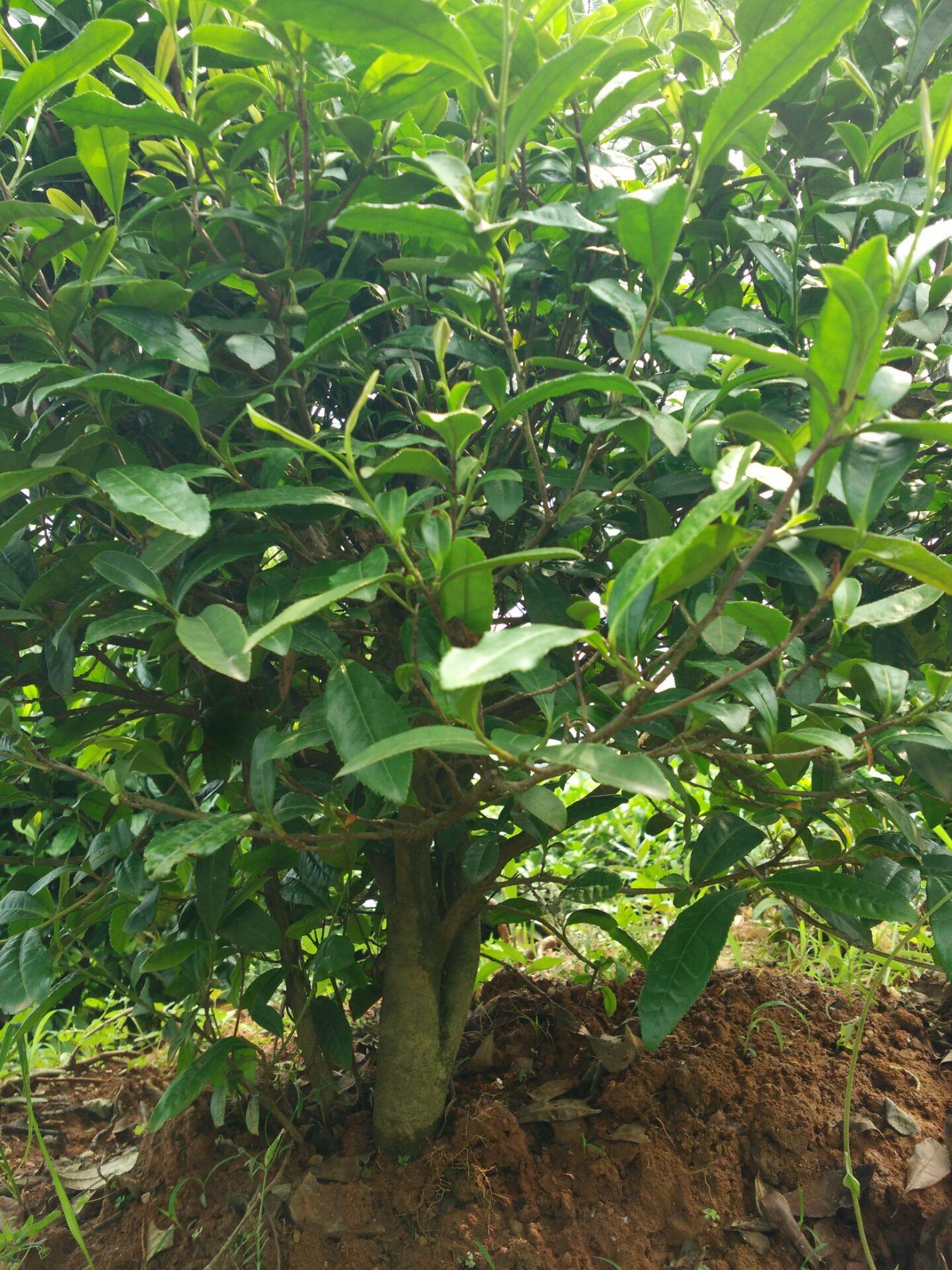 盆景的打造,茶树盆景修剪方法和技巧