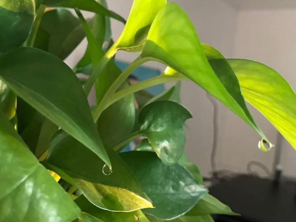 花叶子冒水珠怎么养,花叶子哗哗掉