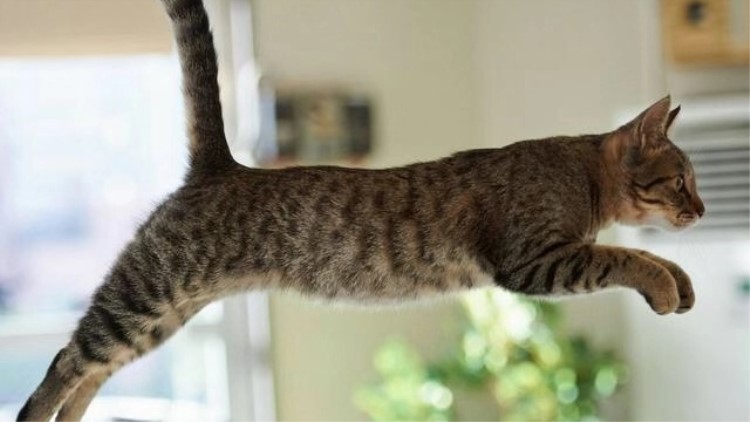 猫主子的一种用法,猫主子有什么表现