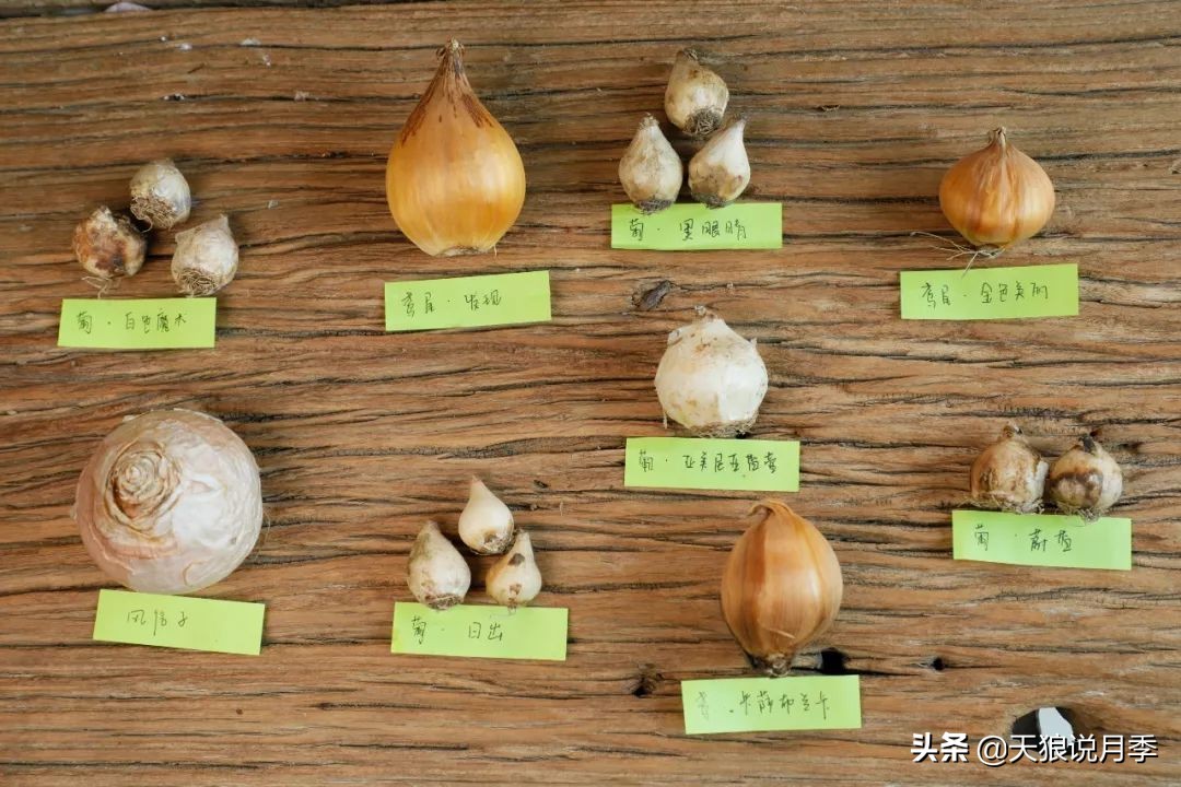 狼家球根怎么样,狼家球根上市了吗