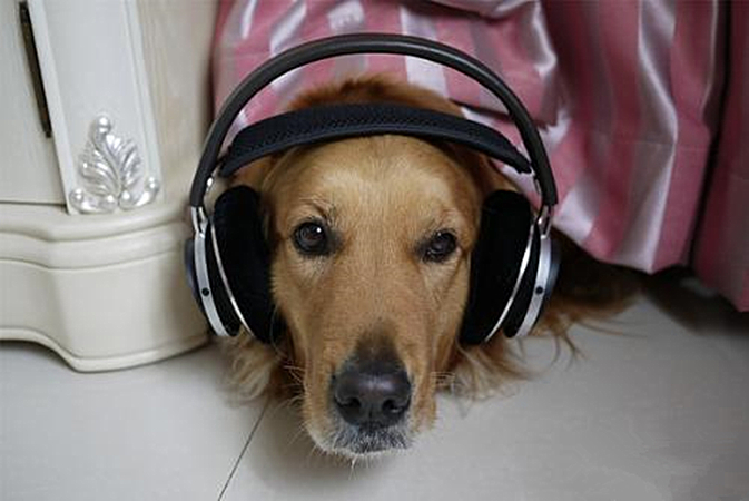 春节期间,*花爆烟竹**声会让狗狗害怕,铲屎官该如何帮助汪?