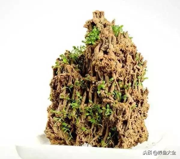 上水石盆景摆放位置,上水石假山盆景怎么养