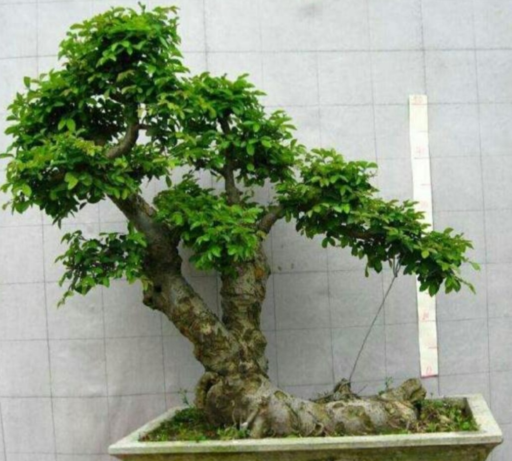 疙瘩树盆景造型图片,荆条疙瘩盆景怎样制作