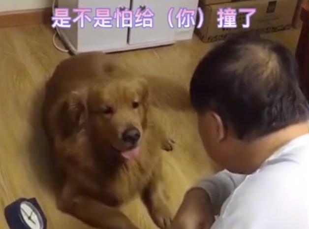 姥爷给金毛解释为啥等半小时出门,大爷给金毛解释为什么不能出去玩