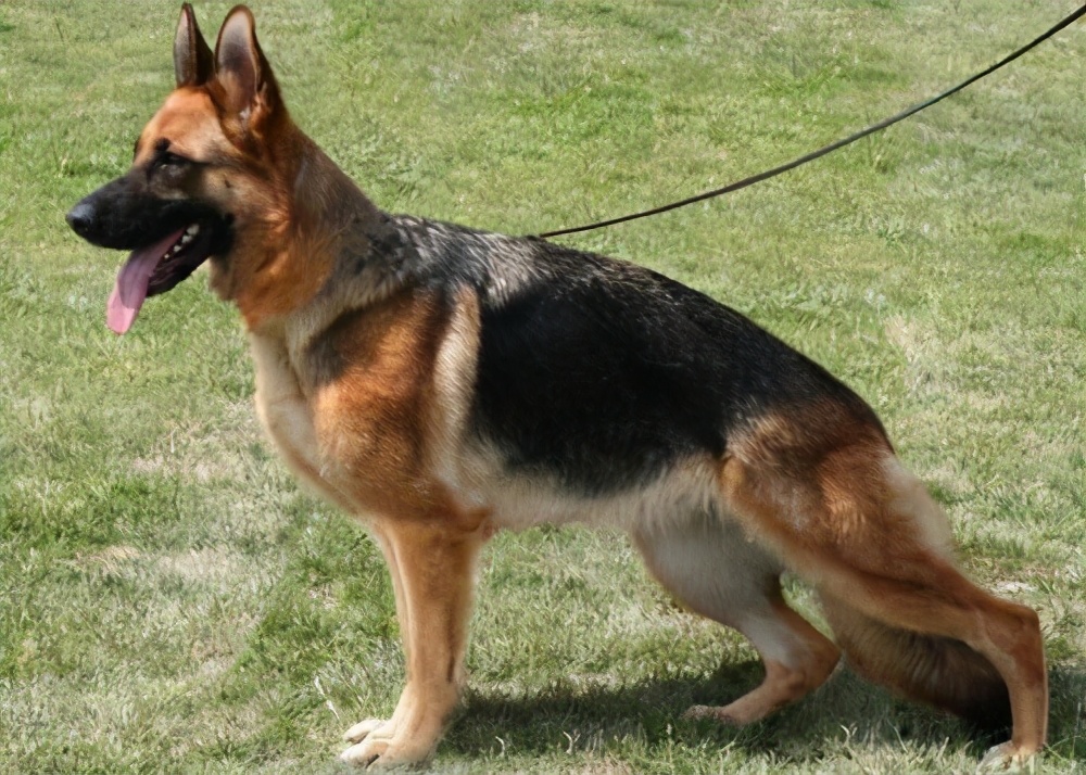 德国牧羊犬养公的还是母的好,德国牧羊犬好养吗德牧优缺点分析