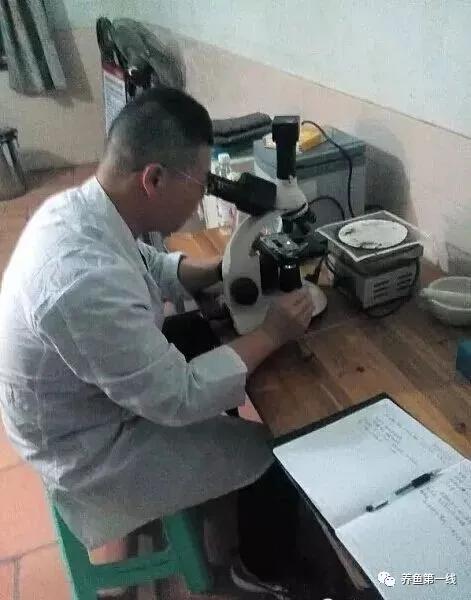 水产鱼鳃虫怎么治疗最好,鱼鳃霉病图片