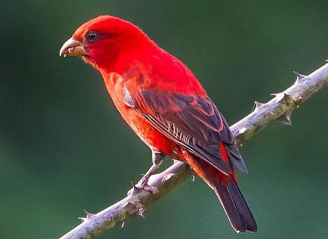 东江揽胜,惠州淡水常见鸟类图谱