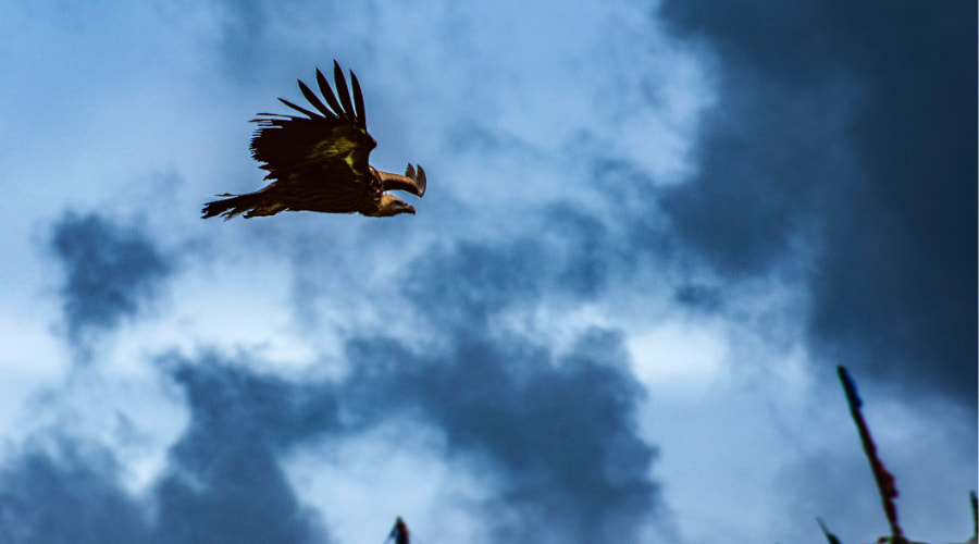 君子应该具备的安贫乐道的操守,君子应具备的人格风范