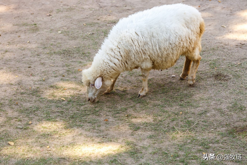 母羊流产的症状及表现,怀孕母羊流产征兆怎么处理