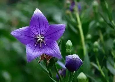 1到100朵红玫瑰花的寓意和花语,助人为乐善良可爱是哪种花的花语