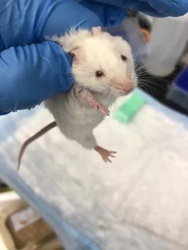 老鼠实验看人类命运,预测人类命运的老鼠实验