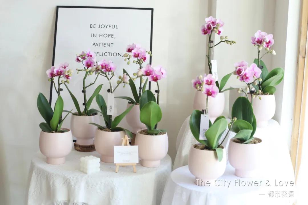 都市花语:从10平方米的小花店,到年营业额300万的生活美学馆