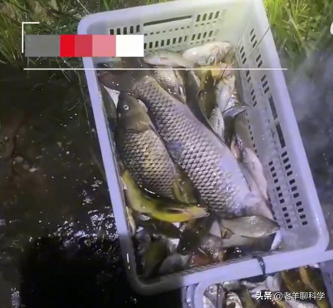 山东一水库泄洪引来数千人捞鱼,一大坝挖出大鱼