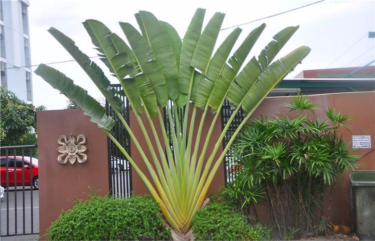 100种常见观叶植物图鉴史上最全,农村常见的100种植物