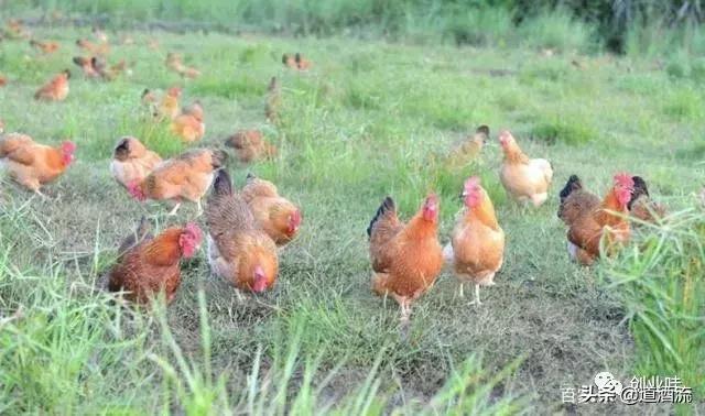 养鸡三大绝密秘诀,养鸡技术十大经典