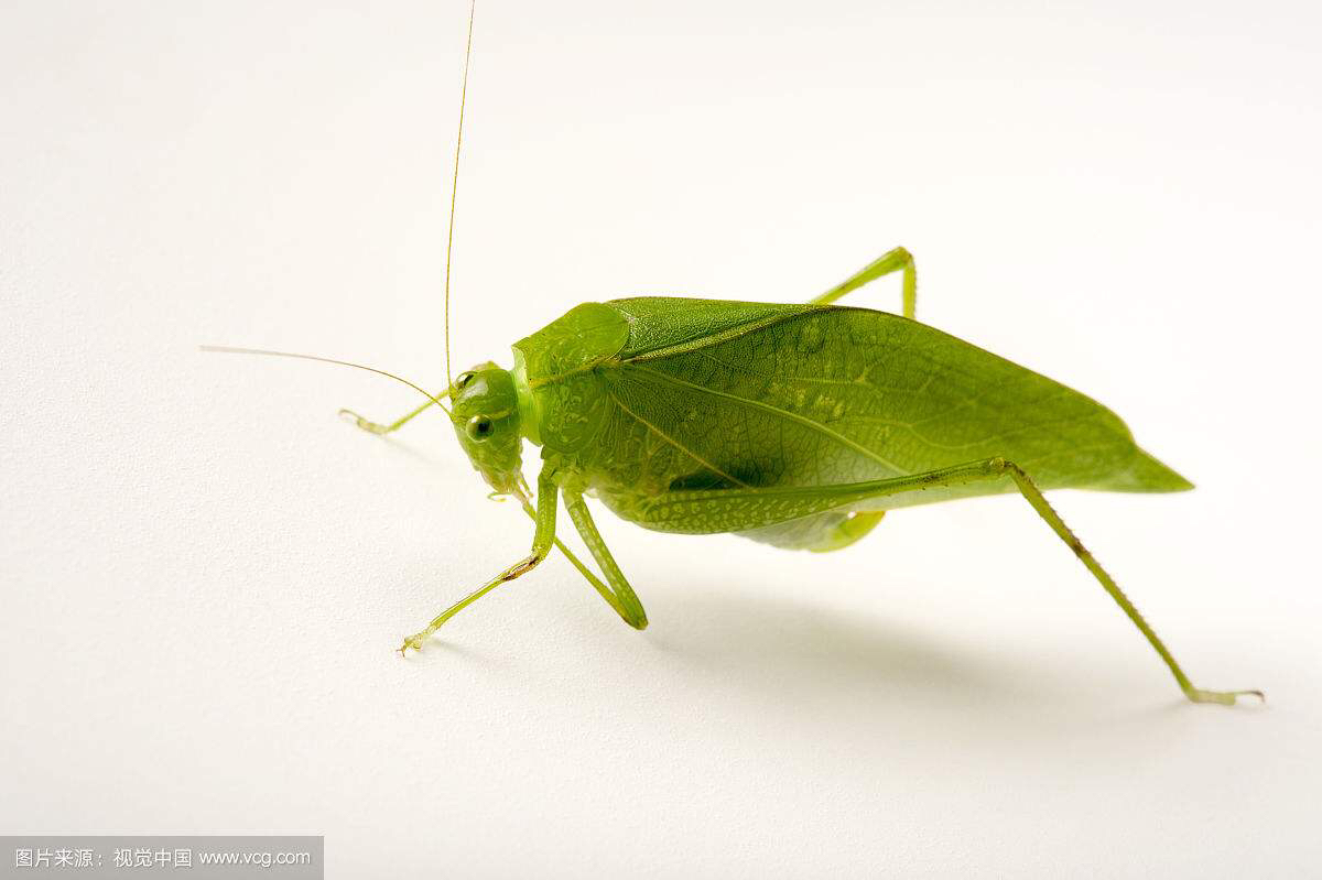 中药材叫姑姑(纺织娘)