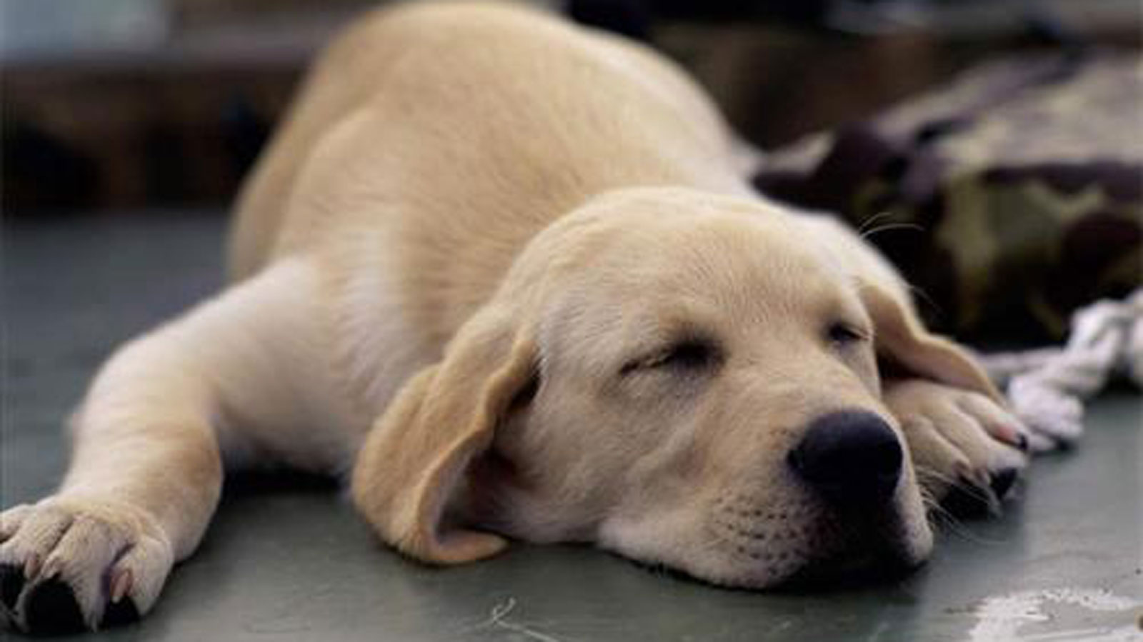 狗低血糖怎么办,狗狗糖尿病低血糖的症状或表现