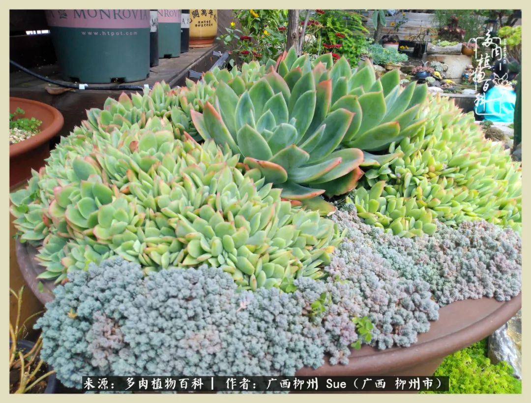 艳阳高照凉爽贵州,我要勤快地捕捉美好!(二)