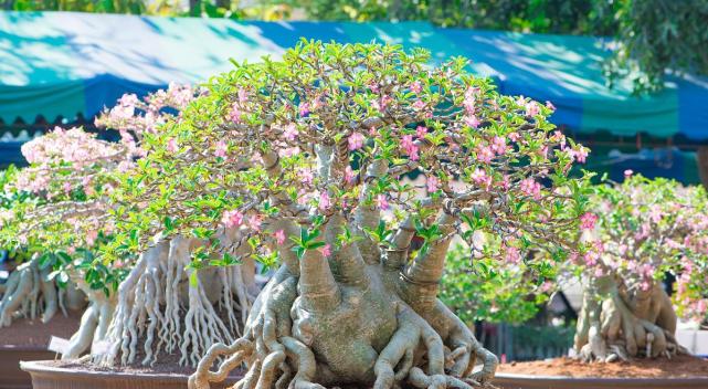 最适合懒人养的几种盆栽植物,十种最适合懒人盆栽植物