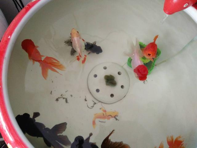 为什么需要用玻璃缸养金鱼,陶瓷缸养乌龟的弊端