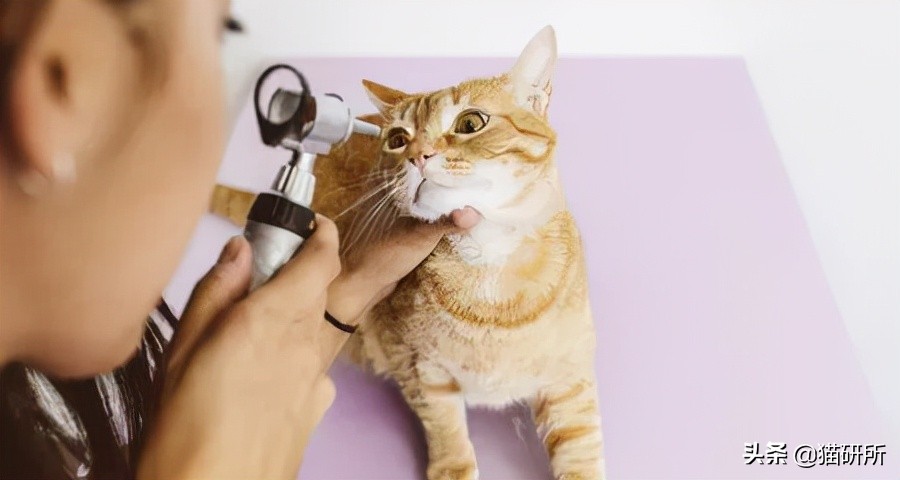 猫咪斗鸡眼是什么意思,猫咪斗鸡眼困倦不爱动微微颤抖