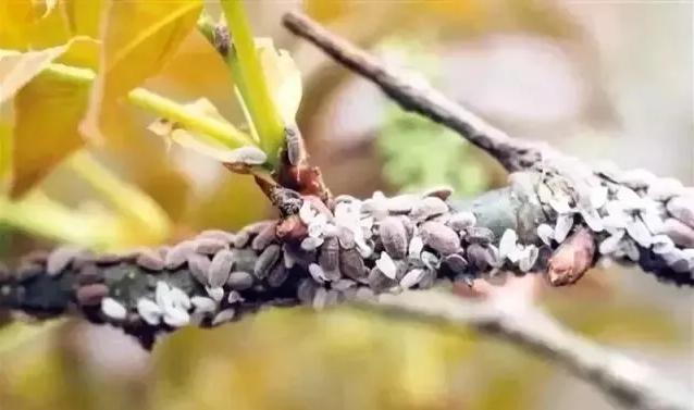 草履蚧预防季节,大球蚧怎么防治