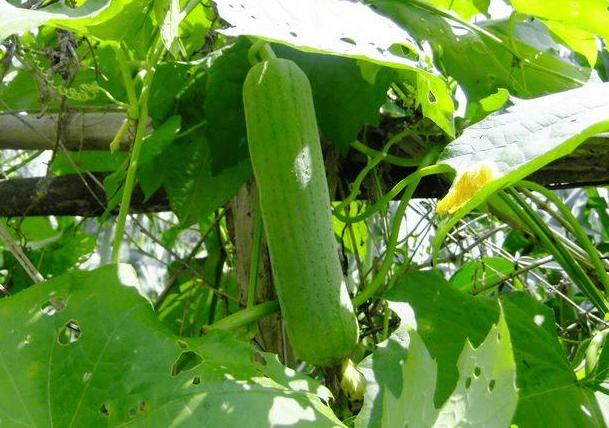 丝瓜水价格,丝瓜茎汁液的价值
