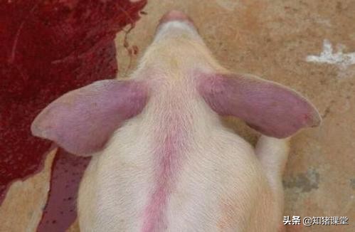 育肥猪耳朵发紫会是蓝耳病吗,猪耳朵为什么发紫及治疗方法