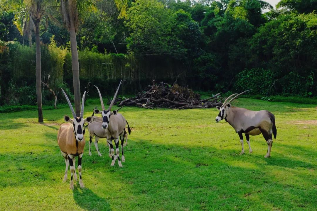 广州长隆最省钱玩法,最实惠广州长隆攻略
