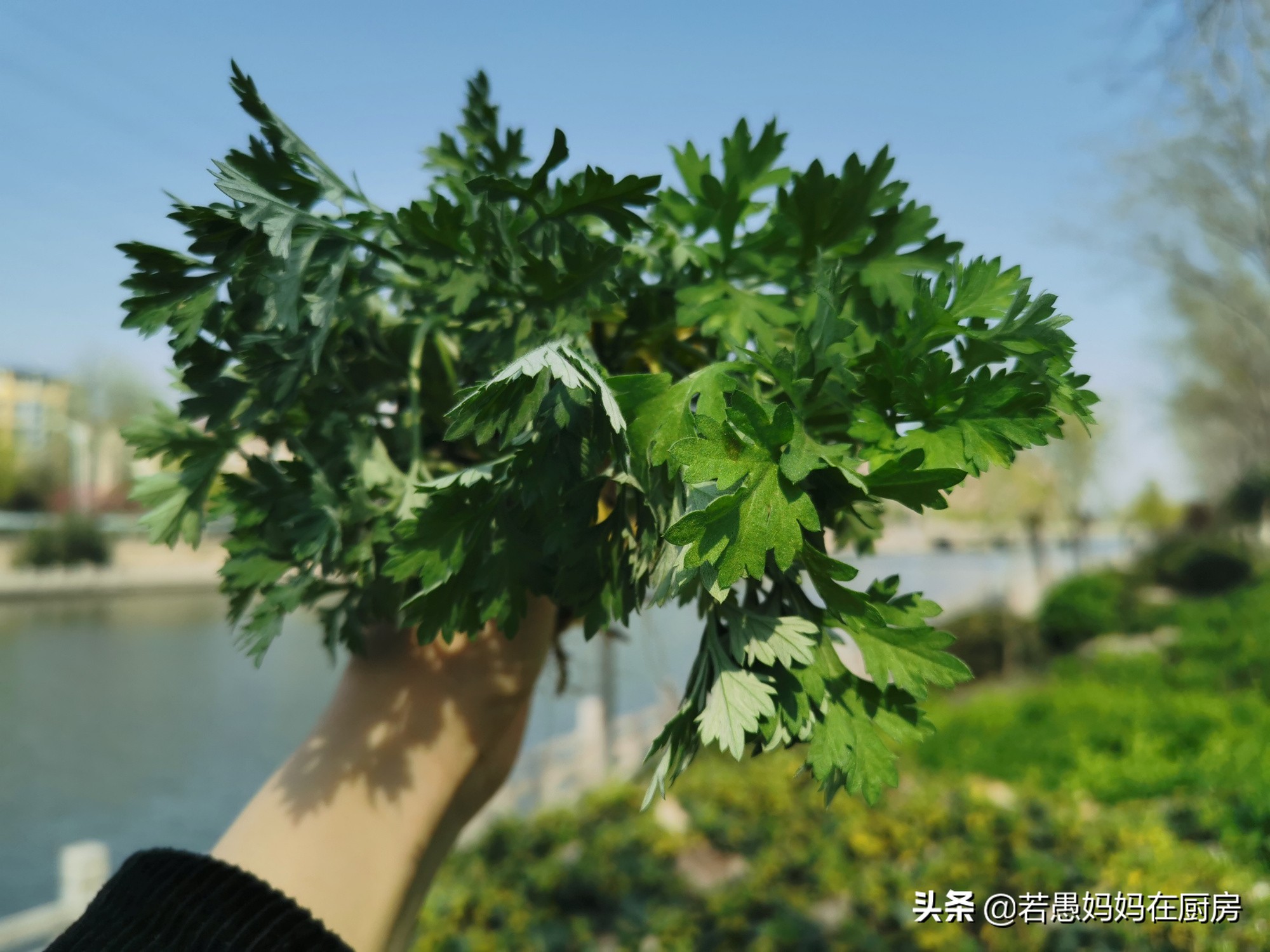 艾草青团怎么做才不会苦,艾草什么地方做青团最好吃