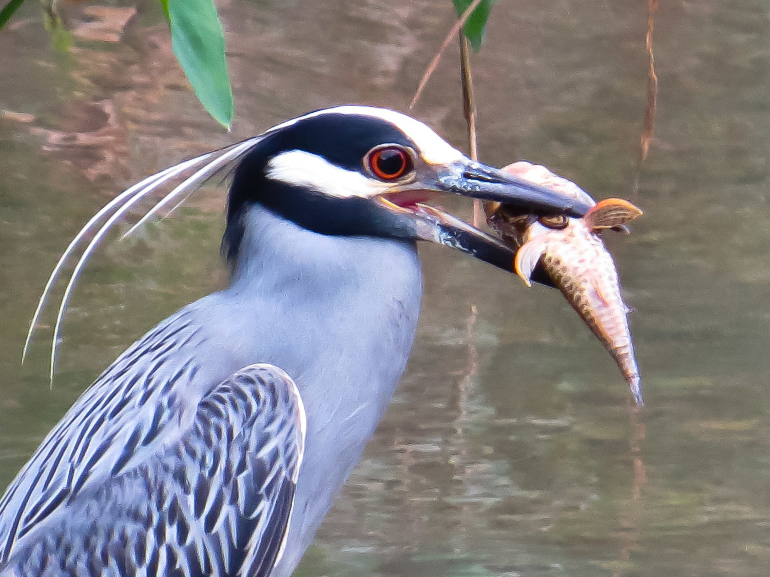 垃圾鱼泛滥成灾的原因,外来物种清道夫鱼中国在哪泛滥