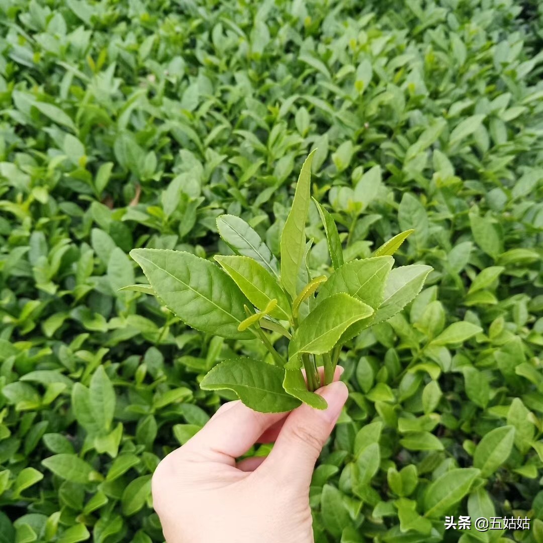 铁观音是中国十大名茶之一吗,铁观音是不是十大名茶之一