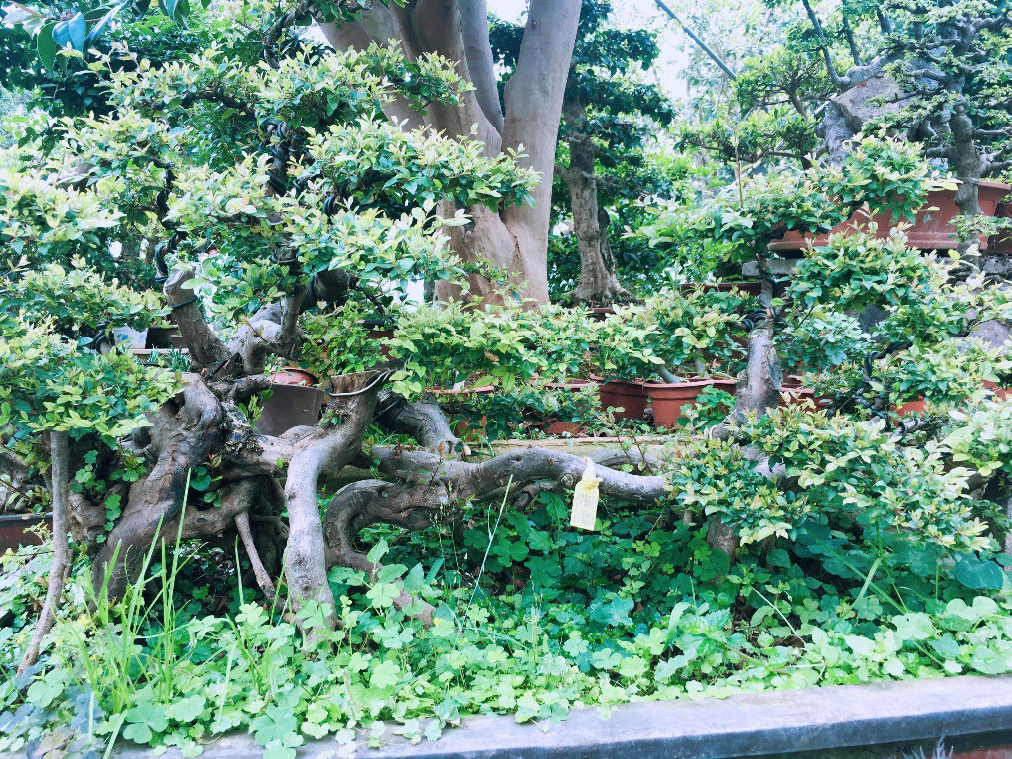 江苏沭阳花木产业园,沭阳花木产业集群