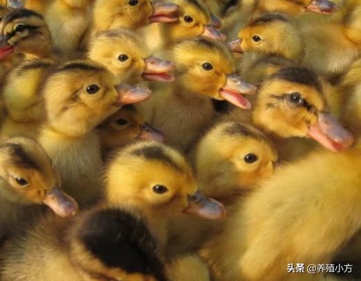 鸭子的饲养：如何养鸭子，养鸭子需要注意的一些地方