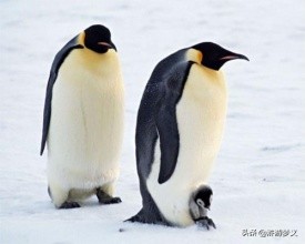 那些说不出名字的鸟,常见的纯黑色羽毛的鸟有哪些