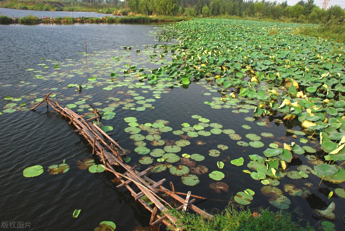 杭州湾区为什么发展这么好,杭州湾新区为什么属于宁波管辖