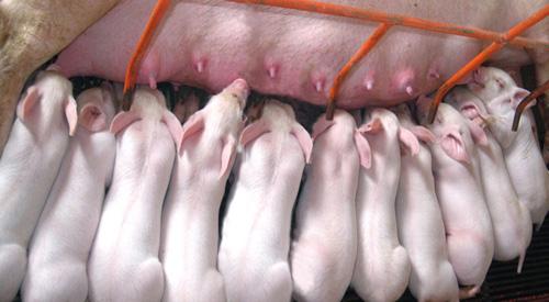 仔猪腹泻拉绿色稀便,治疗仔猪腹泻的土方法