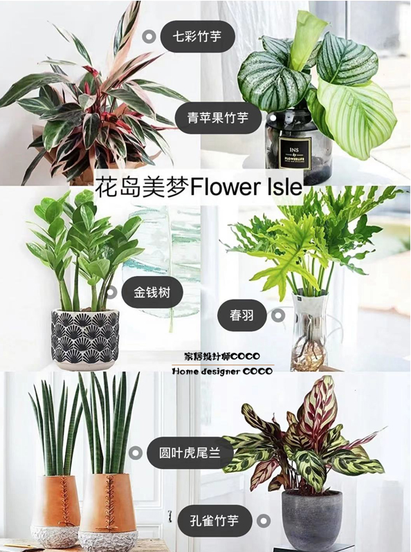 极简风格绿植店铺推荐,适合在卧室养的植物店铺