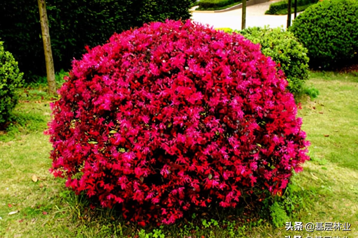 红花檵木观赏特性和园林用途,红花檵木绿化带怎么种