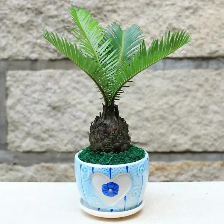 铁树冻伤后叶子剪掉还是保留,铁树叶冻伤怎么办